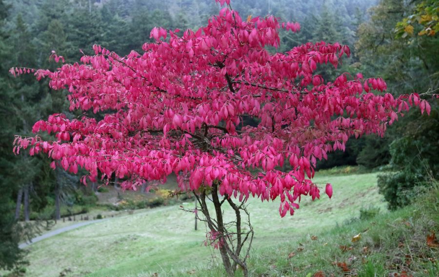 CRAGSIDE.   GARDENS       ACER..JPG