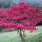 CRAGSIDE.   GARDENS       ACER..JPG