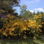 CRAGSIDE..  GARDENS.  AZALEA.JPG