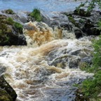 UPPER..  COQUET RIVER           in  flood.JPG