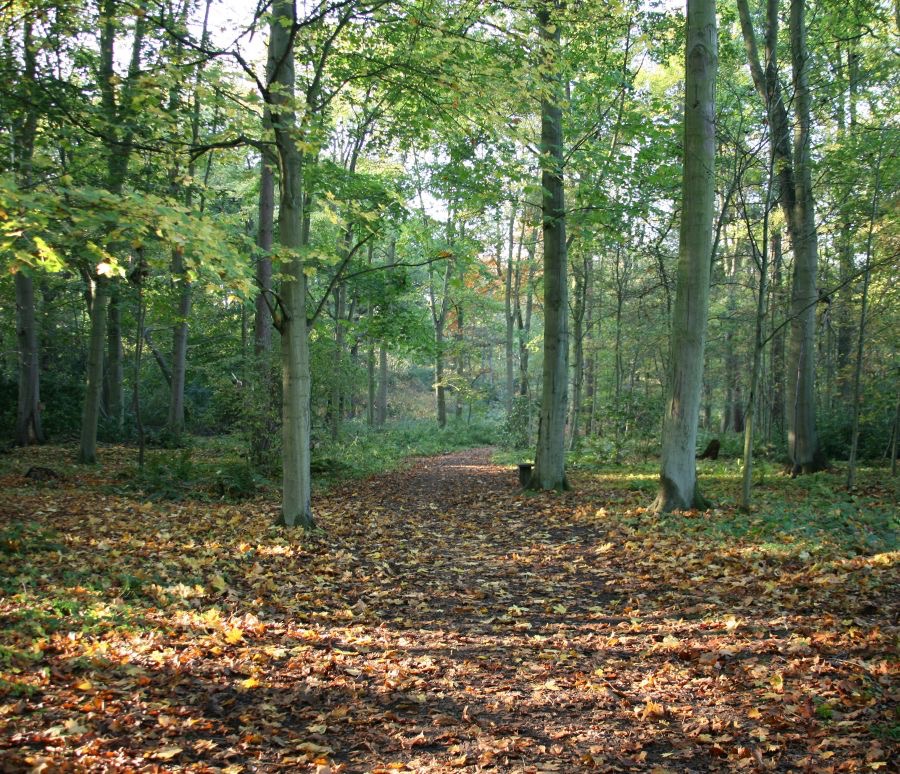 YORK      MOOR-   LANDS.jpg