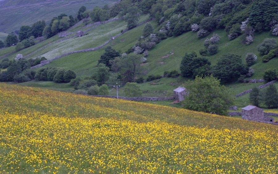YORKS SWALEDALE.  Buttercups Valley.JPG