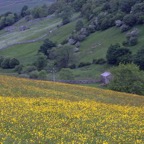 YORKS SWALEDALE.  Buttercups Valley.JPG