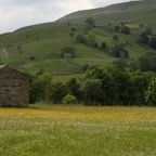 YORKS. .SWALEDALE Flower Meadows.jpg