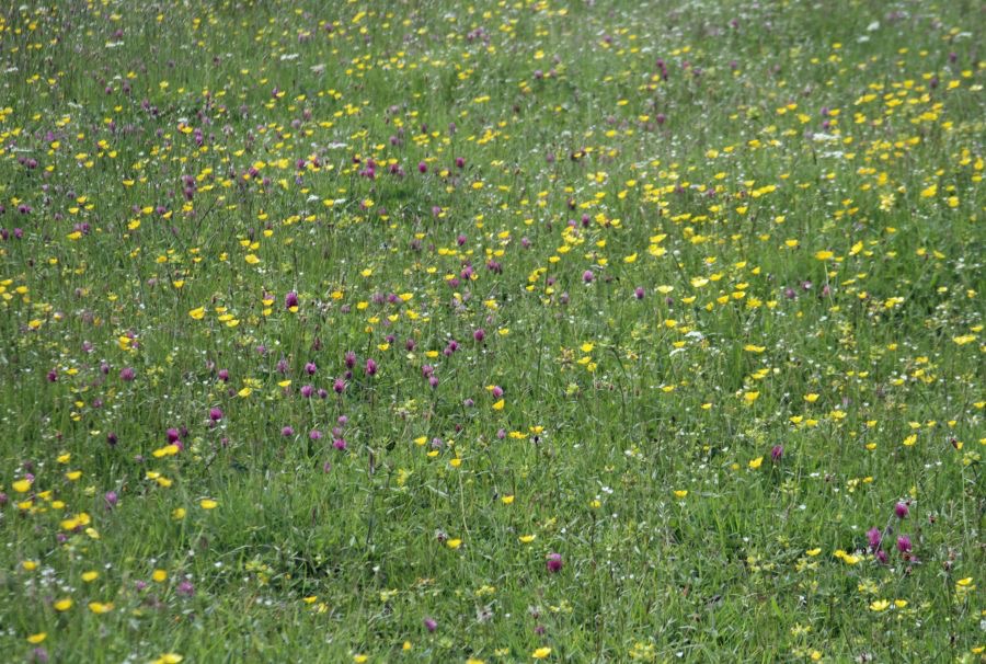 YORKS. SWALEDALE  flowers.JPG
