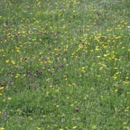 YORKS. SWALEDALE  flowers.JPG