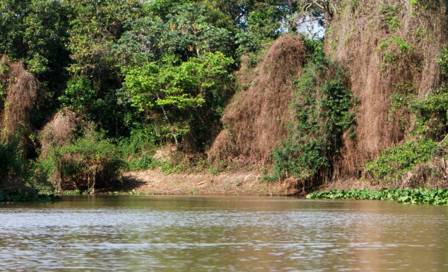 CUIABA    RIVER  PORTO JOFRE   PANTANAL.jpg