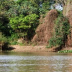 CUIABA    RIVER  PORTO JOFRE   PANTANAL.jpg