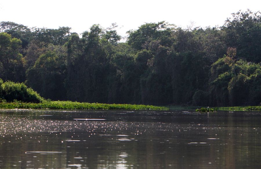 CUIABA   RIVER   PANTANAL    early morning.jpg