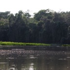CUIABA   RIVER   PANTANAL    early morning.jpg