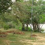 CUIABA  RIVER    BANK    PANTANAL.jpg