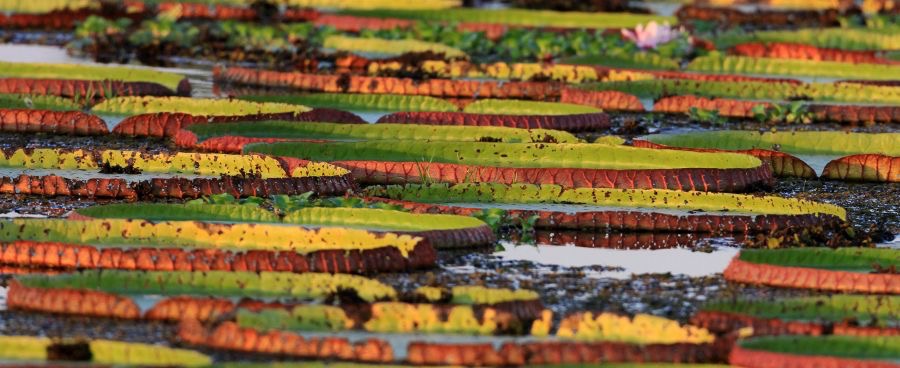 GIANT         WATER   LILIES.jpg