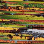 GIANT         WATER   LILIES.jpg