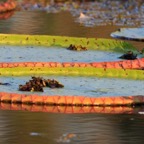 GIANT         WATER LILIES          Victoria Amazonica.jpg