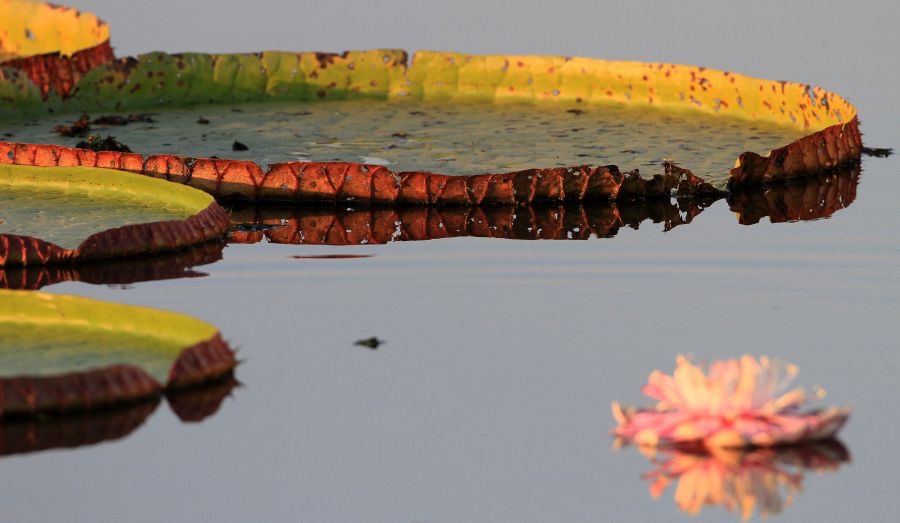 GIANT       WATER LILIES          PORTO JOFRE.jpg