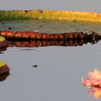 GIANT       WATER LILIES          PORTO JOFRE.jpg