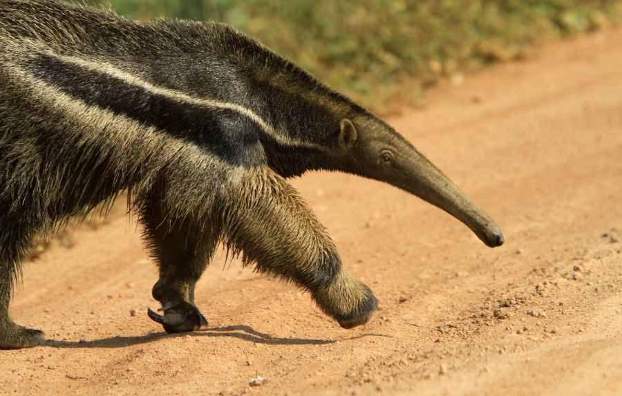 GIANT   ANTEATER     ARARAS.jpg