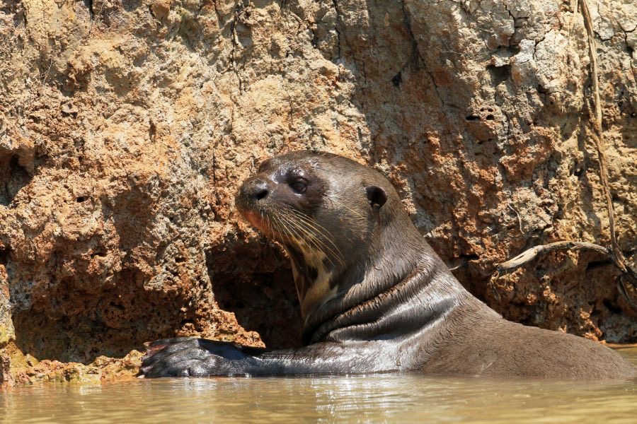 GIANT RIVER  OTTER         PANTANAL.jpg