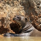 GIANT RIVER  OTTER         PANTANAL.jpg