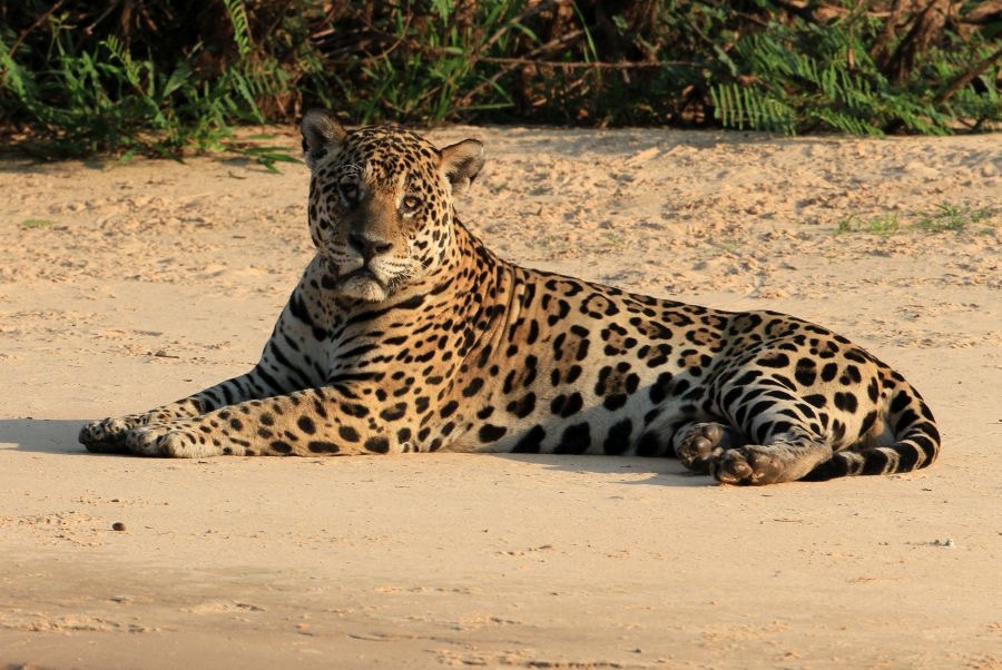 JAGUAR       resting on Riverbank.jpg