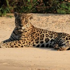 JAGUAR       resting on Riverbank.jpg