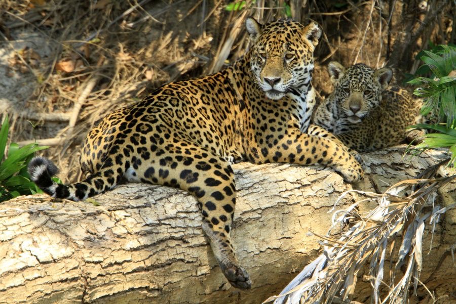 JAGUAR & CUB   PANTANAL.jpg