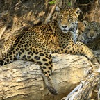 JAGUAR & CUB   PANTANAL.jpg