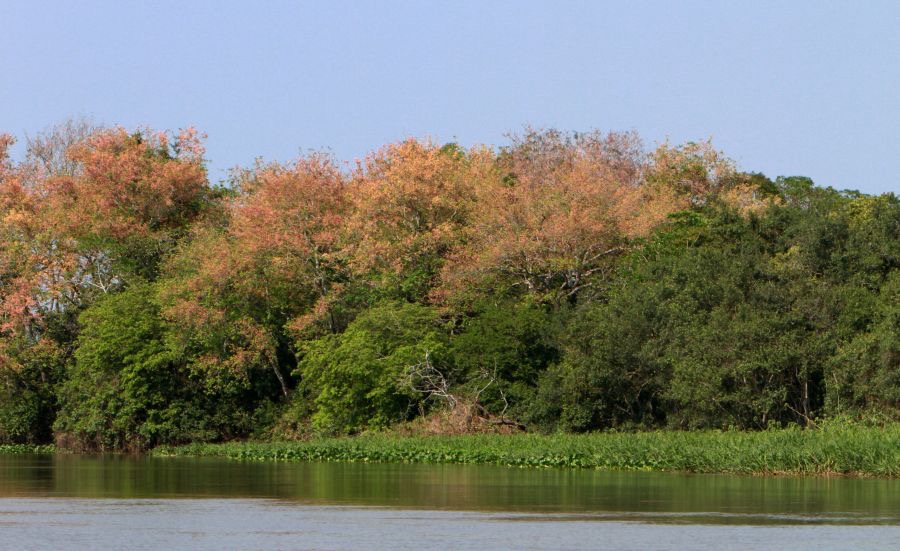 PARAGUAY RIVER  TAIAMA        PANTANAL.jpg