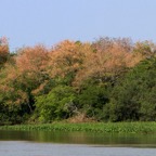 PARAGUAY RIVER  TAIAMA        PANTANAL.jpg