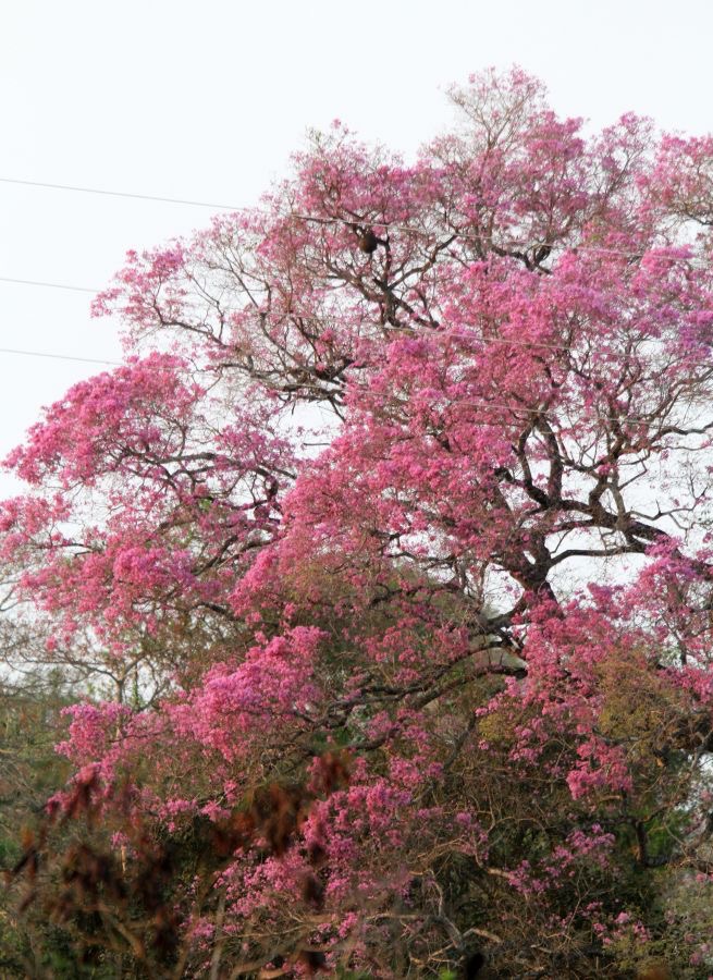PUIVA   TREES      ARARAS.jpg