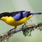 BLUE WINGED  MOUNTAIN  TANAGER    .Tandayapa.jpg