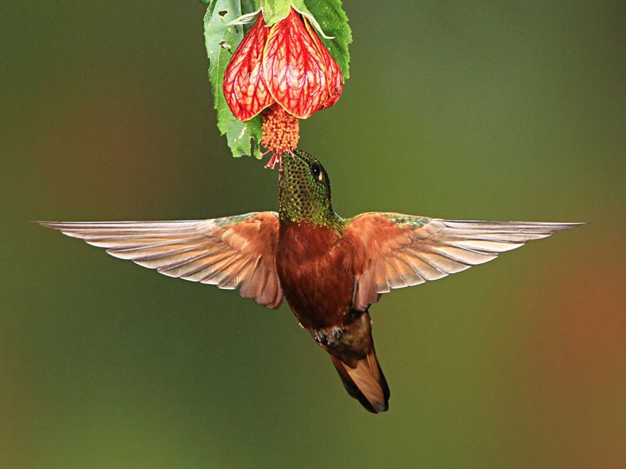 CHESTNUT BREASTED CORONET Guango.jpg