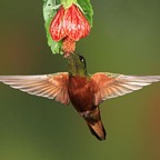 CHESTNUT BREASTED CORONET Guango.jpg