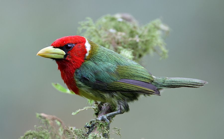 RED HEADED  BARBET male   .Tandayapa.jpg