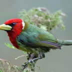RED HEADED  BARBET male   .Tandayapa.jpg