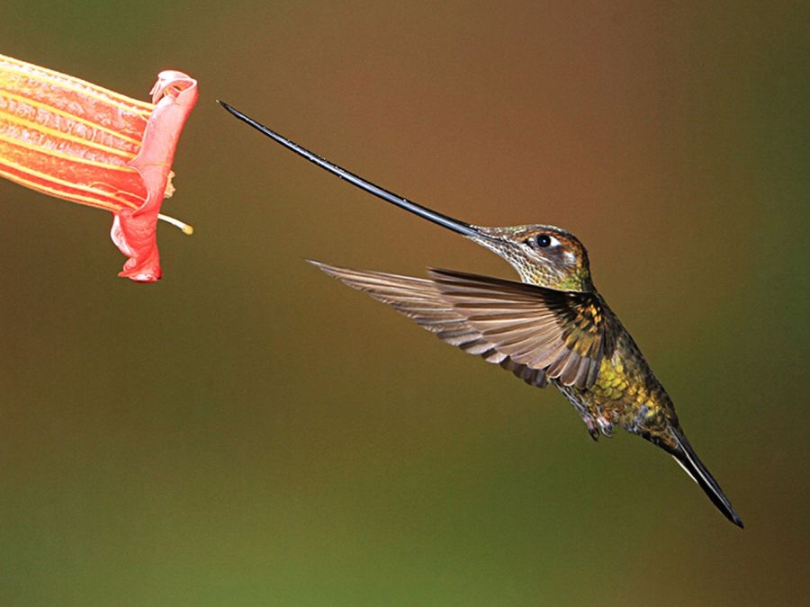 SWORD     BILLED  HUMMINGBIRD    Guango.jpg