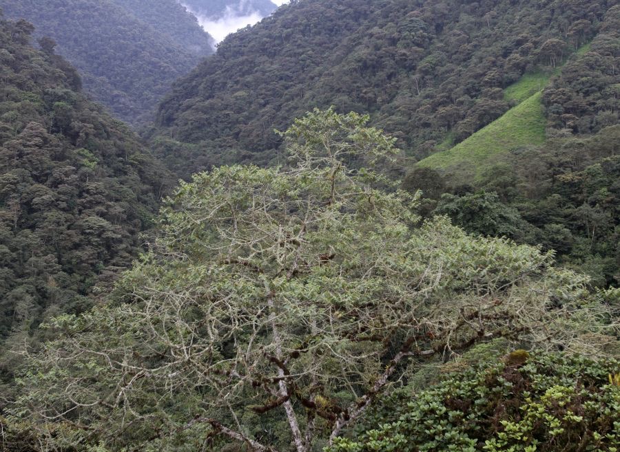 TANDAYAPA     VALLEY.jpg