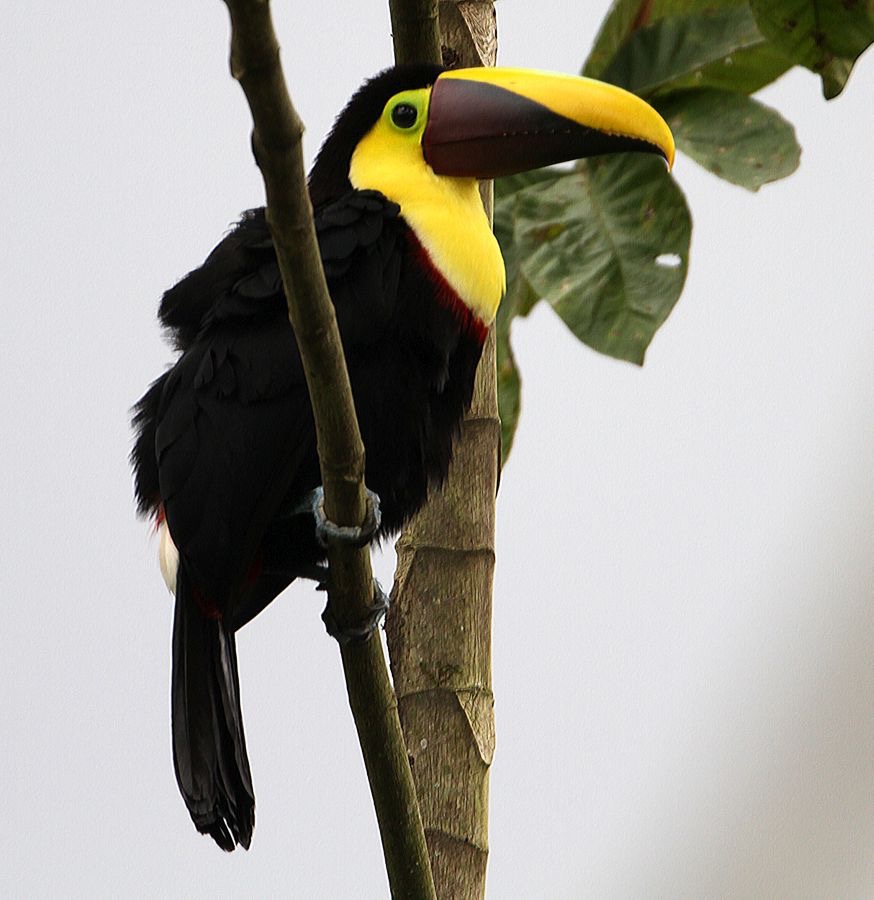 TOUCAN  CHESTNUT MANDIBLED Buenaventura.jpg