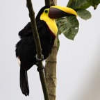 TOUCAN  CHESTNUT MANDIBLED Buenaventura.jpg