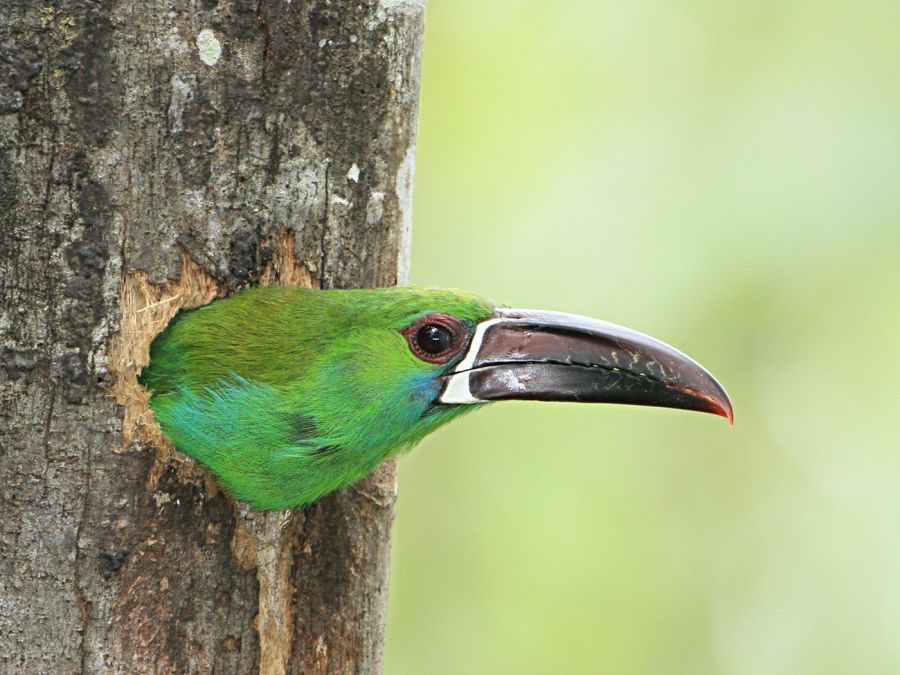 TOUCANET  CRIMSON RUMPED   Milpe.jpg