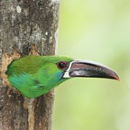 TOUCANET  CRIMSON RUMPED   Milpe.jpg