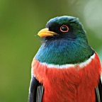 TROGAN  MASKED  male  Tandayapa.jpg