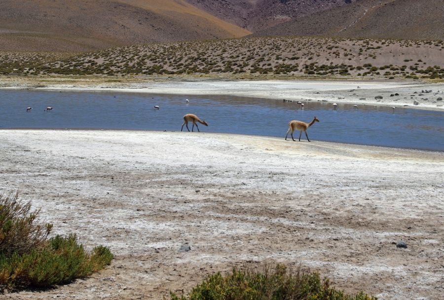 ATACAMA..    Vado de Putana Guanacos & Flamingos.jpg