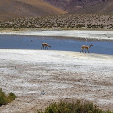 ATACAMA..    Vado de Putana Guanacos & Flamingos.jpg