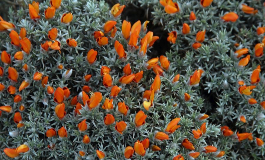 TORRESdelPAINE...Orange         Floral display.jpg