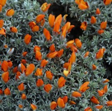 TORRESdelPAINE...Orange         Floral display.jpg