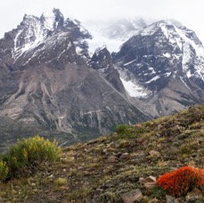 TORRESdelPAINE...Red & Yellow Floral display.jpg