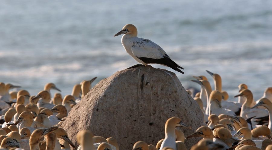 CAPE   GANNETS  LAMBERTS BAY.  W.Cape.jpg
