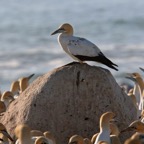 CAPE   GANNETS  LAMBERTS BAY.  W.Cape.jpg