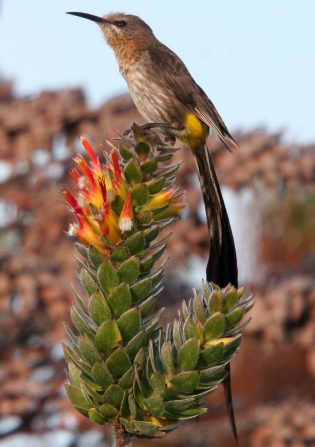 CAPE   SUGARBIRD  male  W.Cape.jpg